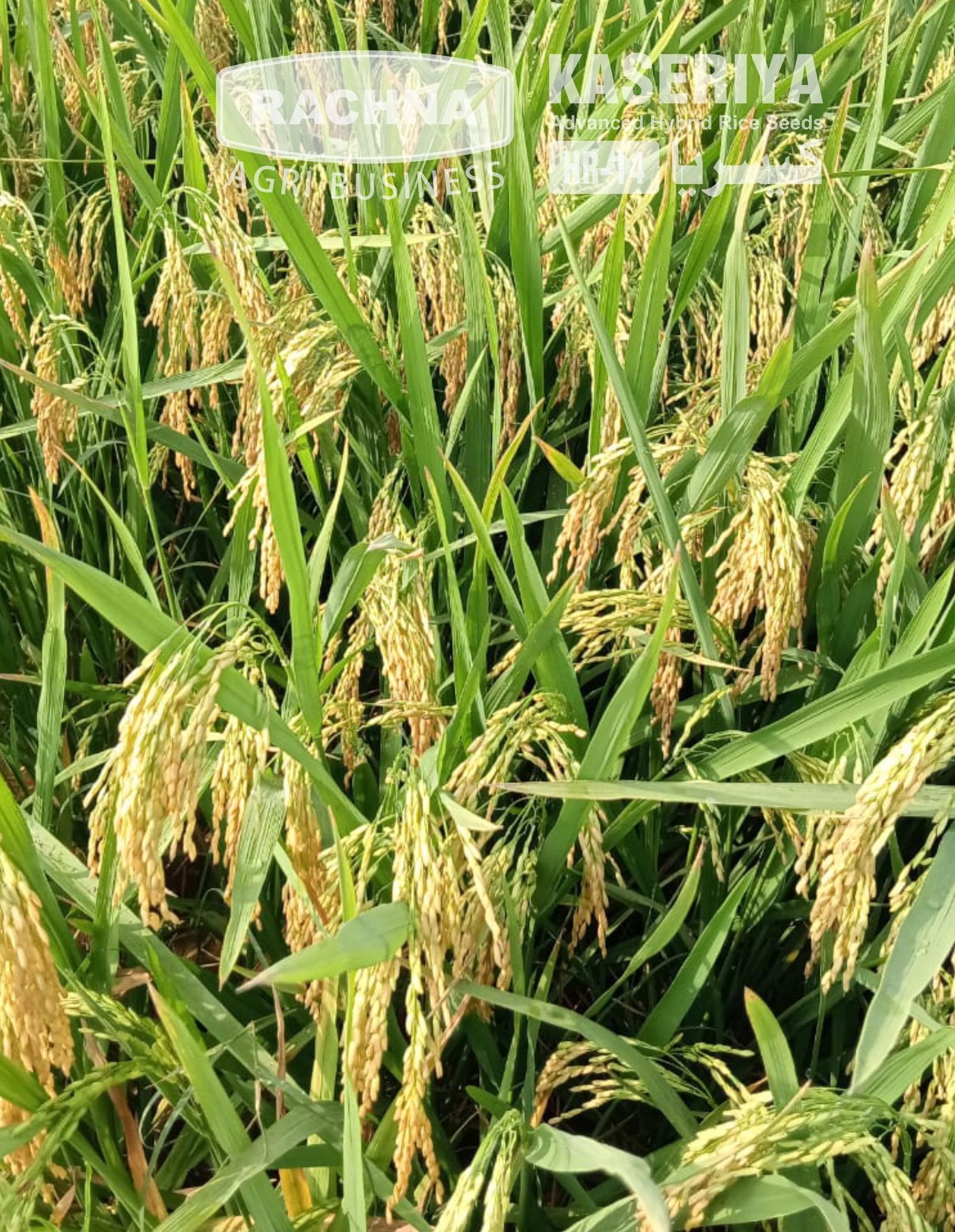 Kaseriya HR-14 grain-heavy panicles