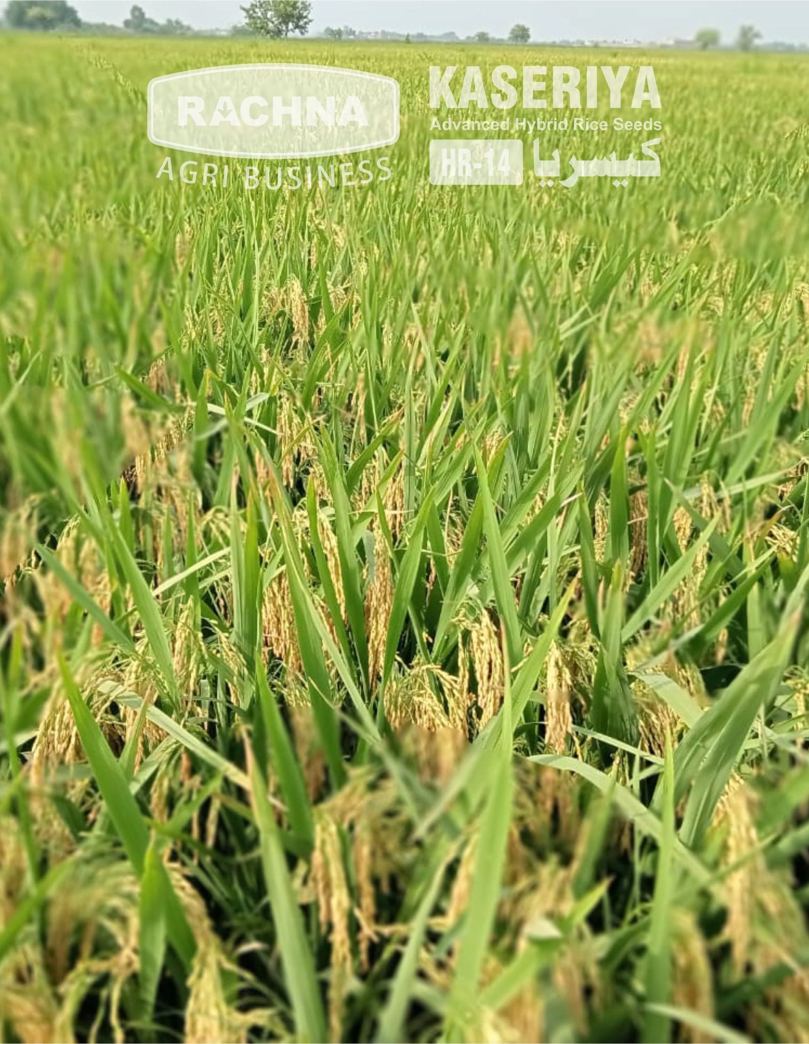 Kaseriya HR-14 hybrid paddy field