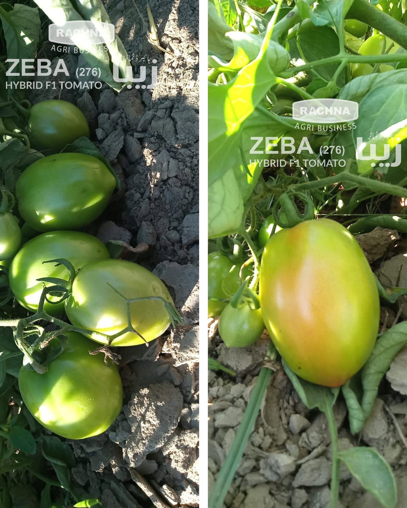 Zeba 276 tomato fruits in the field