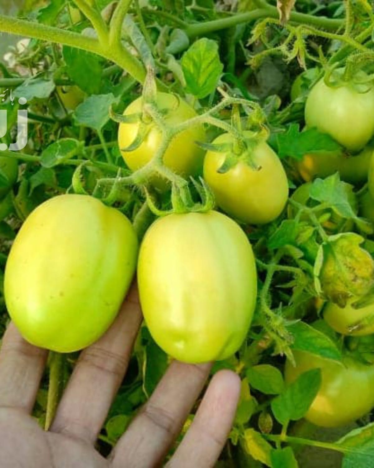 Zeba 276 tomatoes at harvest