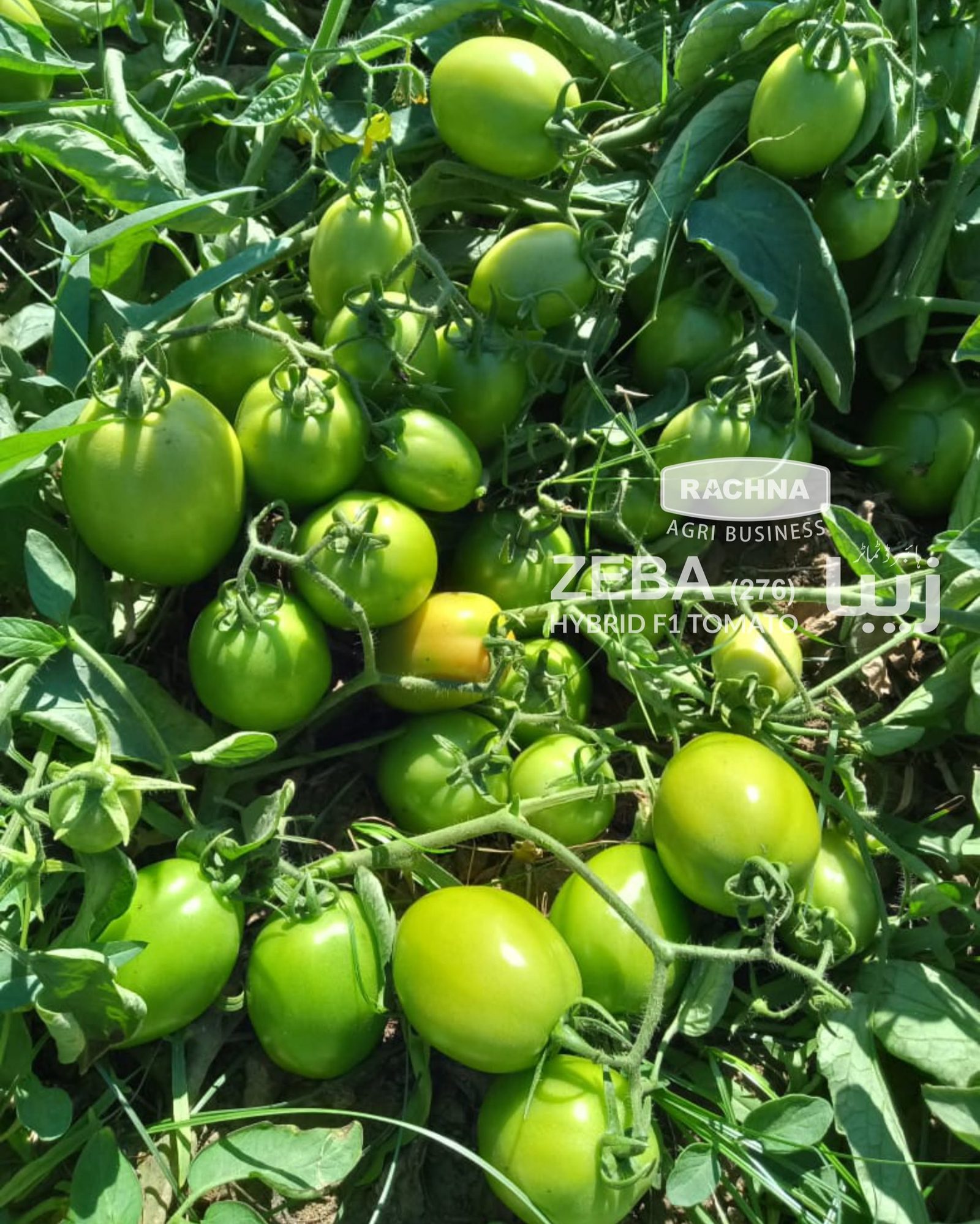 Zeba 276 hybrid tomato plants loaded with fruit